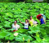 为荷而来：犍为邓坝荷花开，别样美景今又在！