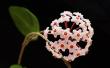 hoya_carnosa-002